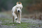 running Golden Retriever puppy