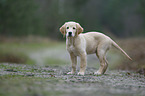 standing Golden Retriever puppy