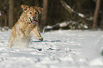 Golden Retriever in the snow