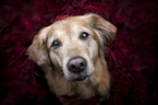 Golden Retriever Portrait