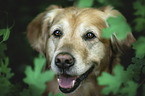 Golden Retriever Portrait