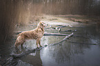 standing Golden Retriever