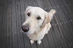 sitting Golden Retriever