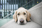 lying Golden Retriever