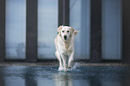 walking Golden Retriever