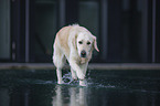 walking Golden Retriever