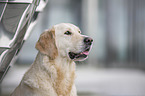 Golden Retriever Portrait