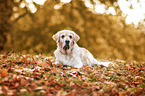 lying Golden Retriever