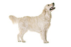 Golden Retriever in front of white background