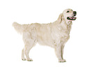 Golden Retriever in front of white background