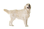 Golden Retriever in front of white background