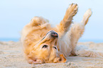 rolling Golden Retriever