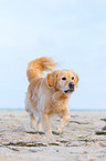 walking Golden Retriever