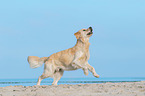 running Golden Retriever