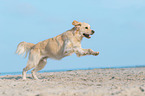 running Golden Retriever