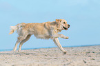 running Golden Retriever