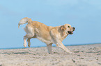 running Golden Retriever