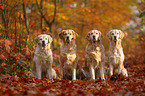 4 Golden Retriever