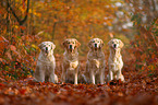 4 Golden Retriever