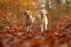 2 Golden Retriever