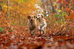 2 Golden Retriever