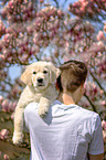 young Golden Retriever