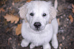 young Golden Retriever