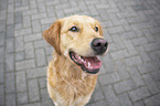 Golden Retriever Portrait