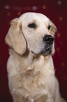 Golden Retriever Portrait