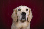 Golden Retriever Portrait