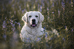 lying Golden Retriever