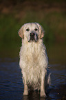 Golden Retriever in the water