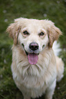 sitting Golden Retriever