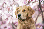 Golden Retriever Portrait