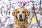 Golden Retriever Portrait