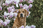 Golden Retriever Portrait