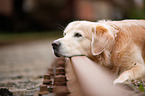 lying Golden Retriever