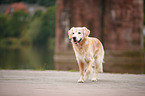 trotting Golden Retriever