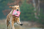 running Golden Retriever