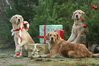 3 Golden Retriever