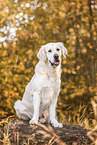 Golden Retriever in autumn