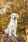 Golden Retriever in autumn