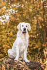 Golden Retriever in autumn