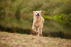 running Golden Retriever