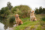 2 Golden Retriever