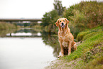 sitting Golden Retriever