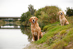 2 Golden Retriever