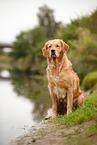 sitting Golden Retriever