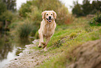 running Golden Retriever