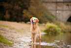 Golden Retriever